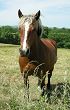 Cheval à Blaizat