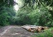 Billes de bois dans la forêt
